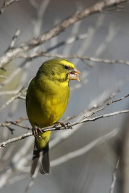 Yellow Canary clipart