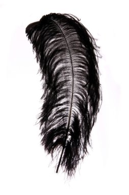 Black Ostrich Feather clipart