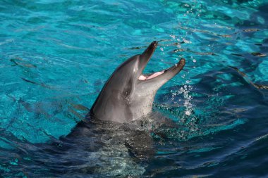 Playful Dolphin clipart