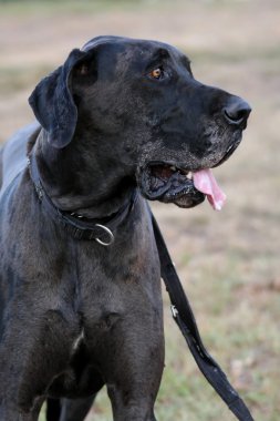 Danua köpekVictoria çeşme, Londra