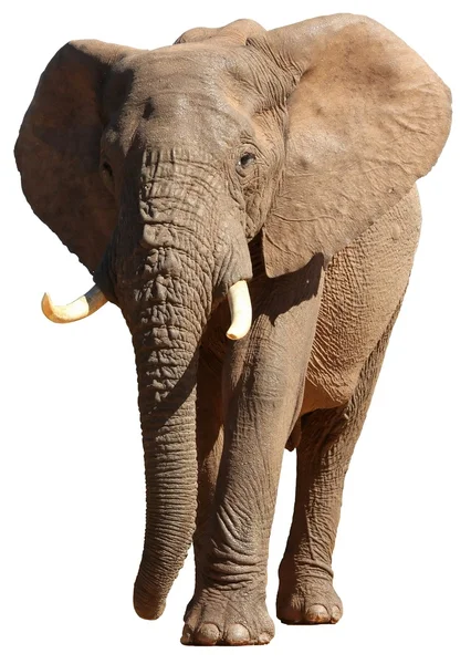 Afrikansk elefant isolerade — Stockfoto