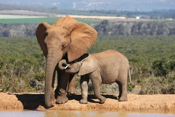 Elefantenmutter und Baby — Stockfoto