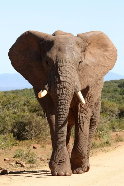 Afrikansk elefant tjur — Stockfoto