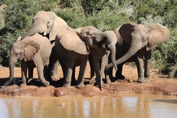 Elefanter på vattenhålet — Stockfoto