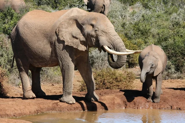 Elefante de enormes colmillos — Stockfoto