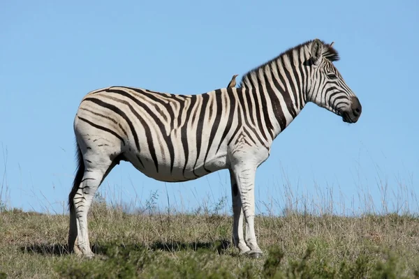 Zebra e Oxpecker — Fotografia de Stock