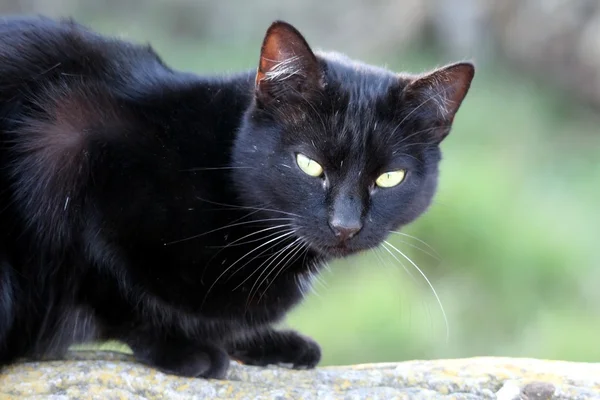 stock image Black Cat