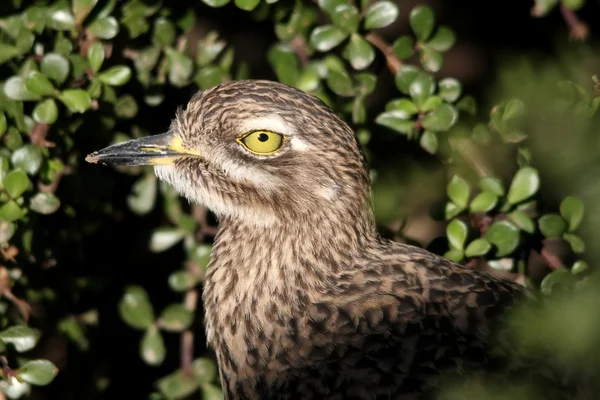 Pássaro Dikkop manchado — Fotografia de Stock