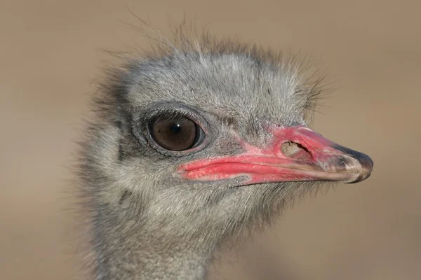Retrato de avestruz —  Fotos de Stock