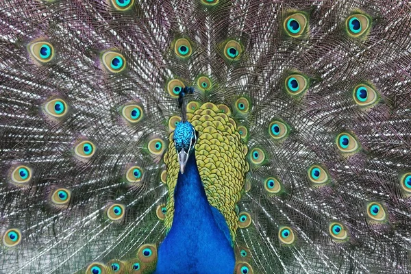 Peacock or Male Peafowl — Stock Photo, Image