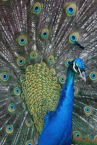 Peacock of mannelijke peahen — Stockfoto