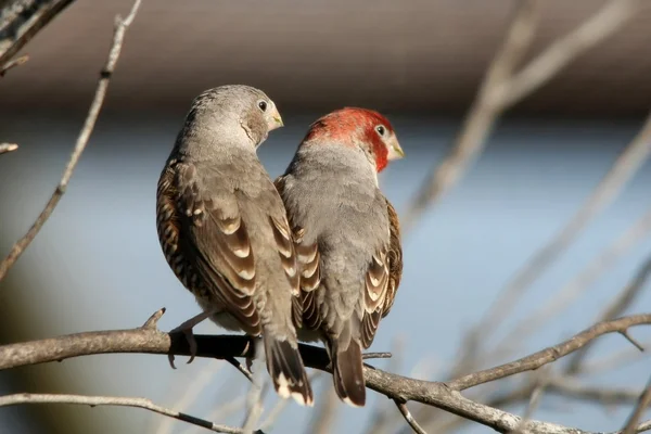 Redheaded Finch Pair — Stock Photo, Image