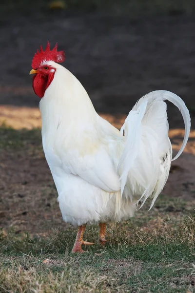 White Farm Rooster — Stock Photo, Image