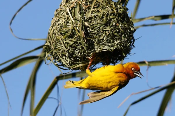 Yellow Weaver Bird la cuib — Fotografie, imagine de stoc