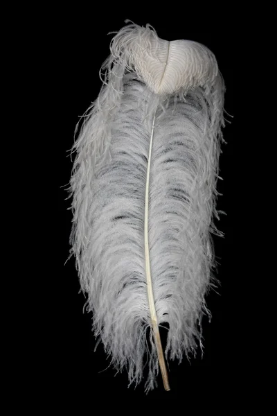 Страусиный перьевой плюм — стоковое фото