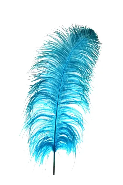 Blue Ostrich Feather — Stock Photo, Image