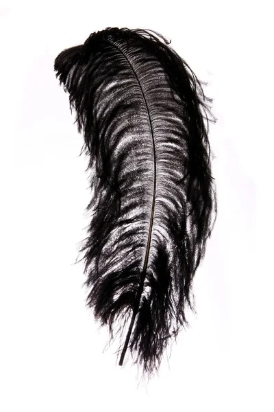 Pena de avestruz preta — Fotografia de Stock