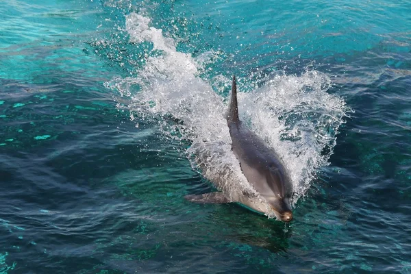 Dolfijn zwemmen — Stockfoto