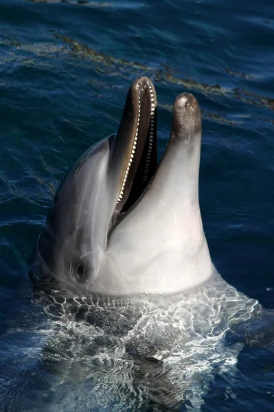 Lachende dolfijn — Stockfoto
