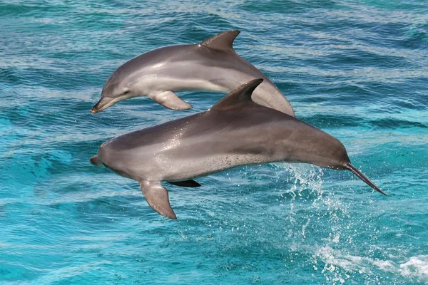 Delfines saltarines —  Fotos de Stock
