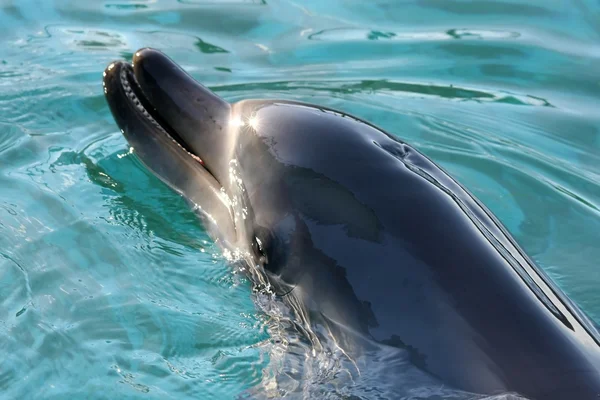 Портрет дельфина — стоковое фото