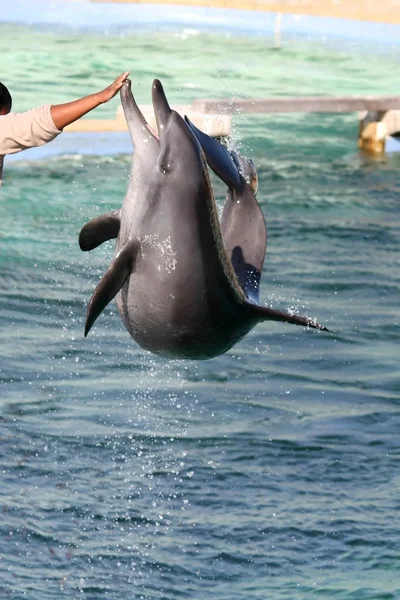 Delfín saltando —  Fotos de Stock