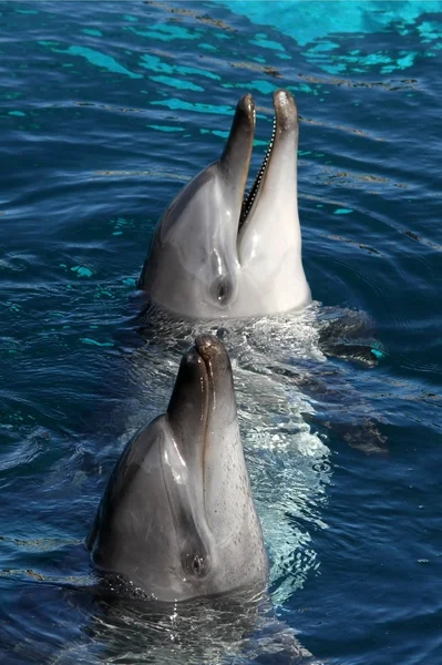 Vriendelijke dolfijnen — Stockfoto