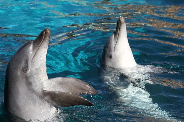 Дельфін друзів — стокове фото