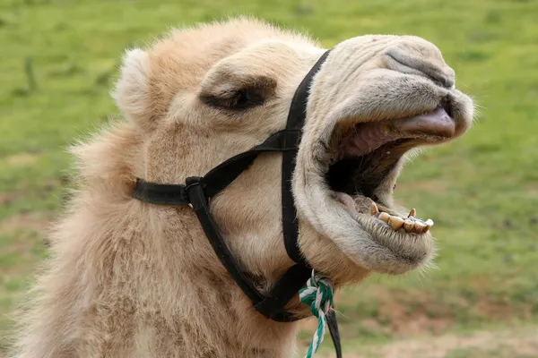 Grappige kameel — Stockfoto