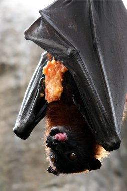 Fruit Bat Eating clipart