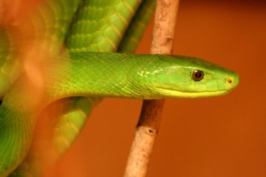 Boomslang Snake clipart