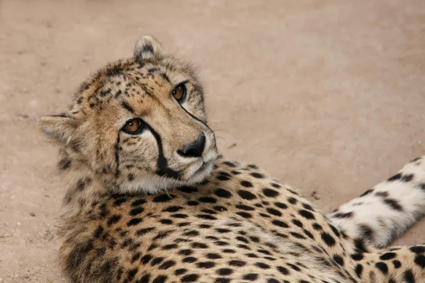 Gato salvaje de guepardo — Foto de Stock
