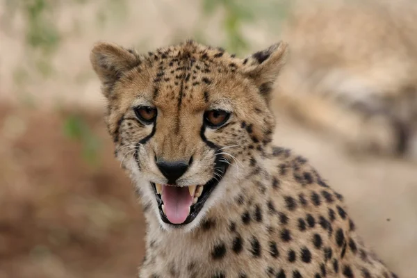Beautiful Cheetah — Stock Photo, Image