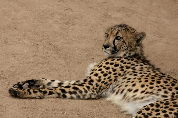 Långa ben cheetah — Stockfoto
