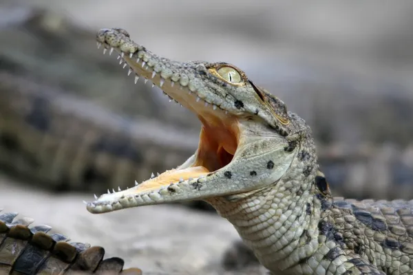Crocodilo do Nilo bebê — Fotografia de Stock