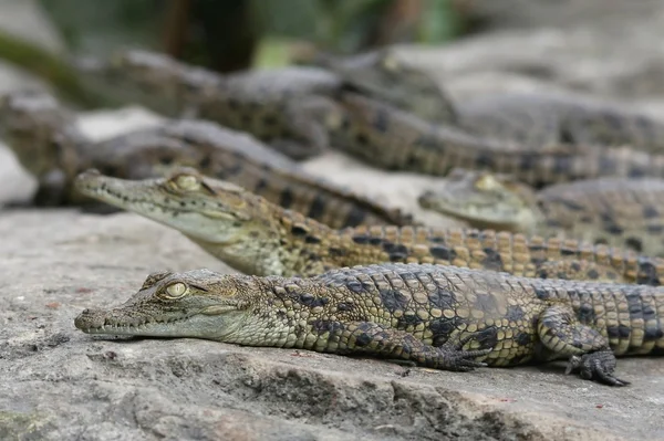 Junge Krokodile — Stockfoto