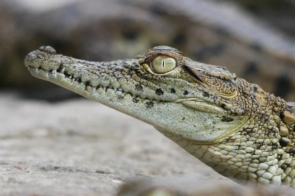 Krokodil portret — Stockfoto