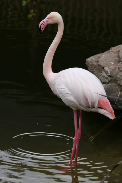 Pembe flamingo kuşu — Stok fotoğraf