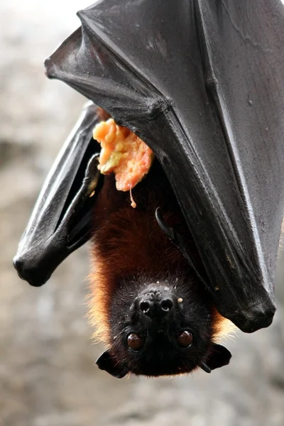 Morcego de frutas com alimentos — Fotografia de Stock