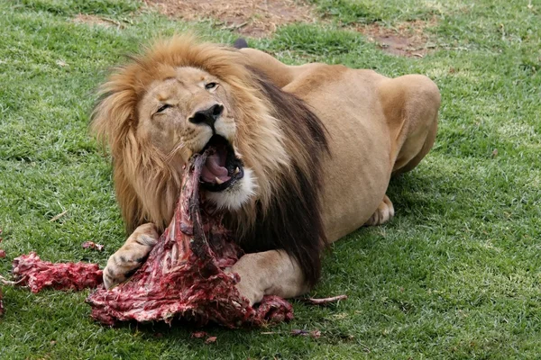Кормление льва — стоковое фото