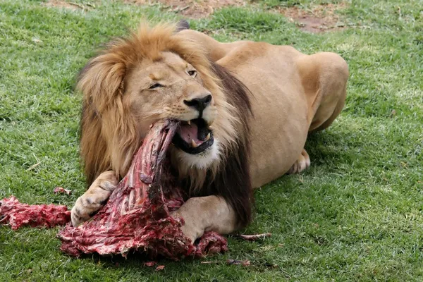 먹는 남성 사자 — 스톡 사진