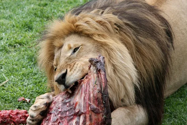 雄性狮子的盛宴 — 图库照片