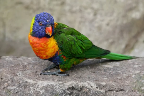 Mooie vogels parrot — Stockfoto