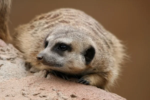 Χαριτωμένο suricate ή meerkat — Φωτογραφία Αρχείου