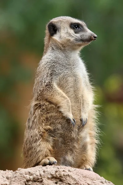 Suricado ou meerkat — Fotografia de Stock
