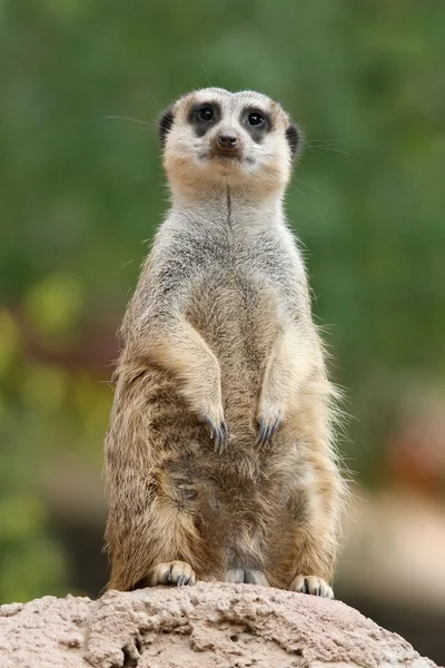 Suricate ή meerkat — Φωτογραφία Αρχείου