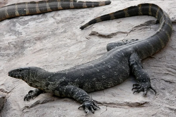 Dragon de Komodo — Photo