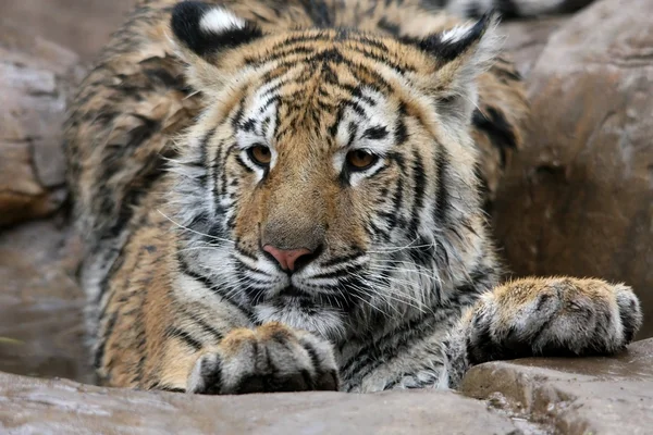 Tigre molhado jovem — Fotografia de Stock