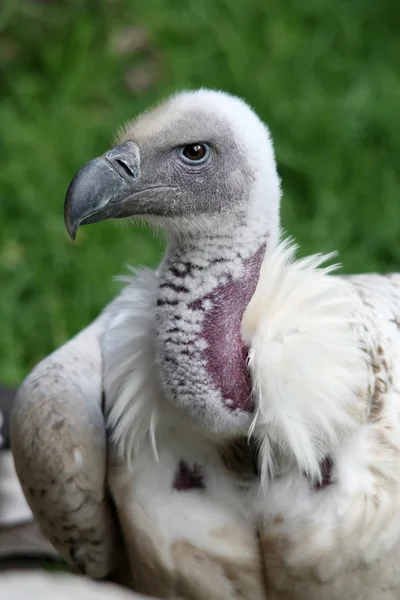 Cape Vulture Portrait — Stock Photo, Image