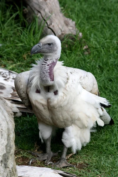 Griffon or Cape Vulture — Stock Photo, Image